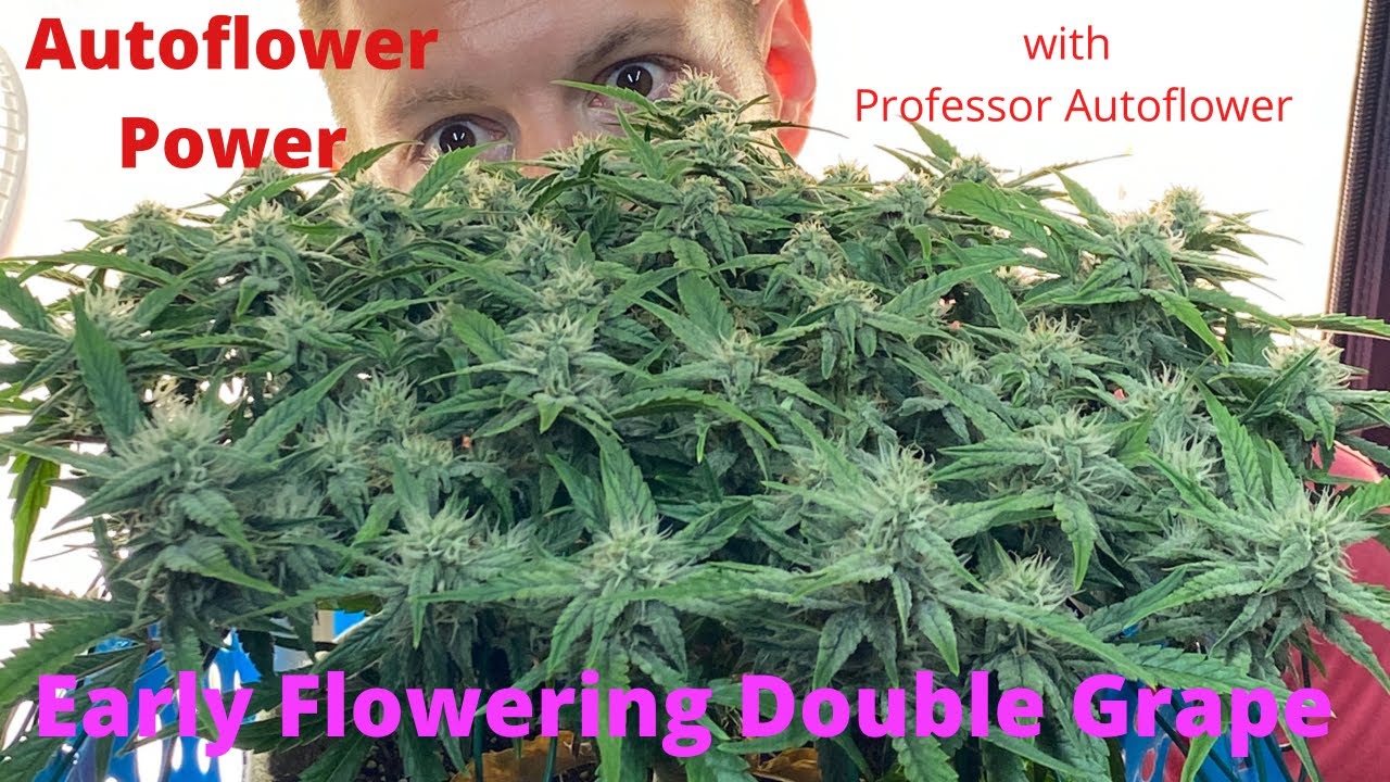 Autoflower Power with Professor Autoflower, Double Grape Early Flower, Lst, Grow Medical Marijuana