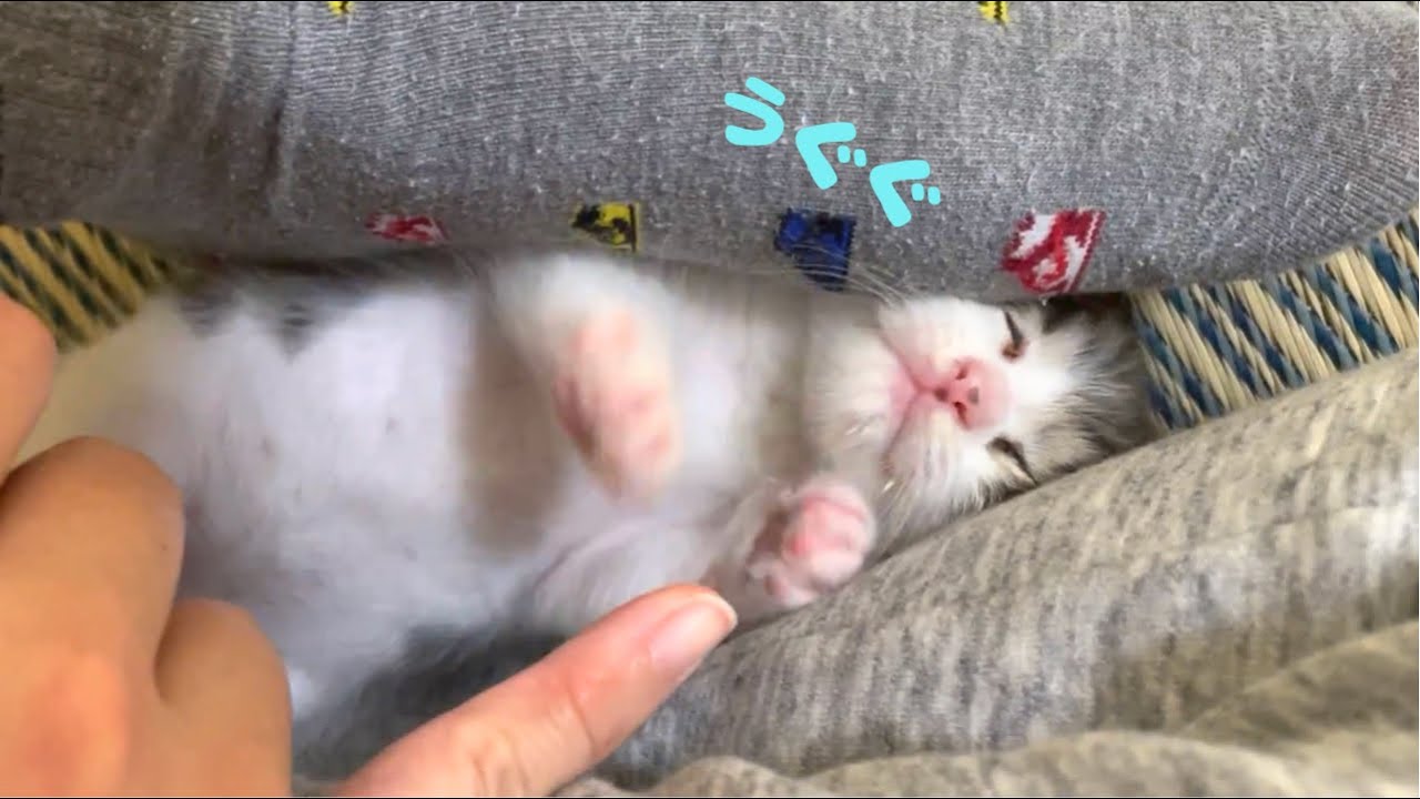 人の足の間に埋もれて甘える子猫がかわいい笑