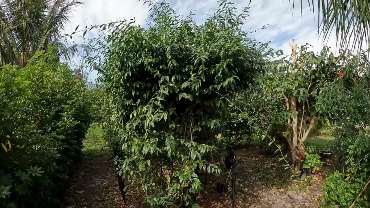 Small Yard, Big Problem: Our Tree Trimming Strategy