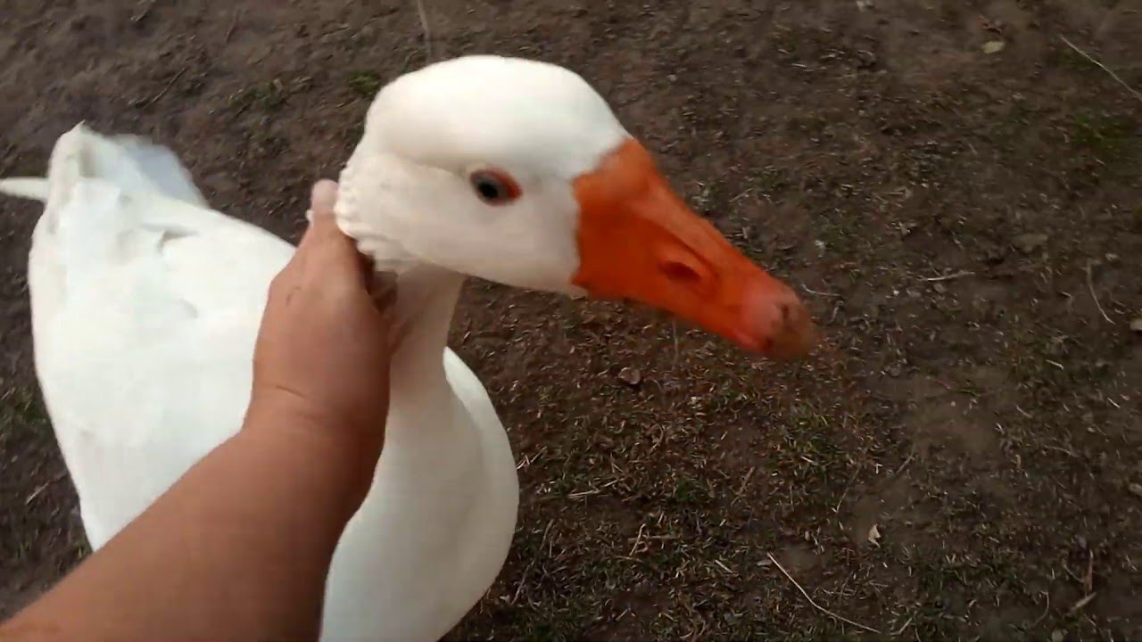 Gorgeous Goose Comes When Its Called || ViralHog