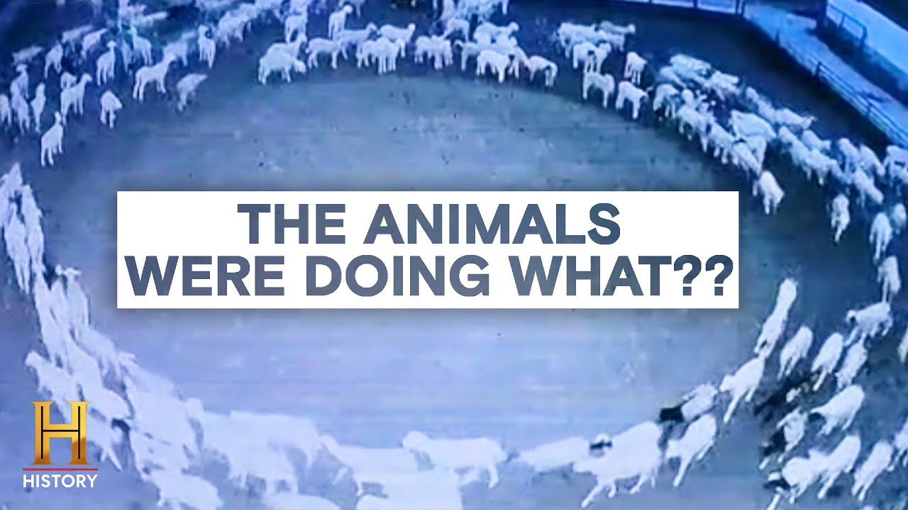 The Proof Is Out There: SURPRISING Animal Behavior Causes Major Concern | History