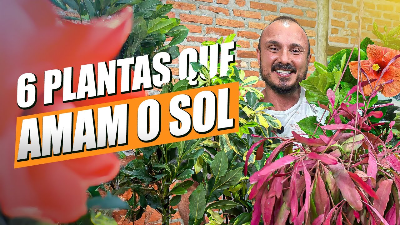 6 Plantas de SOL para deixar seu JARDIM lindo