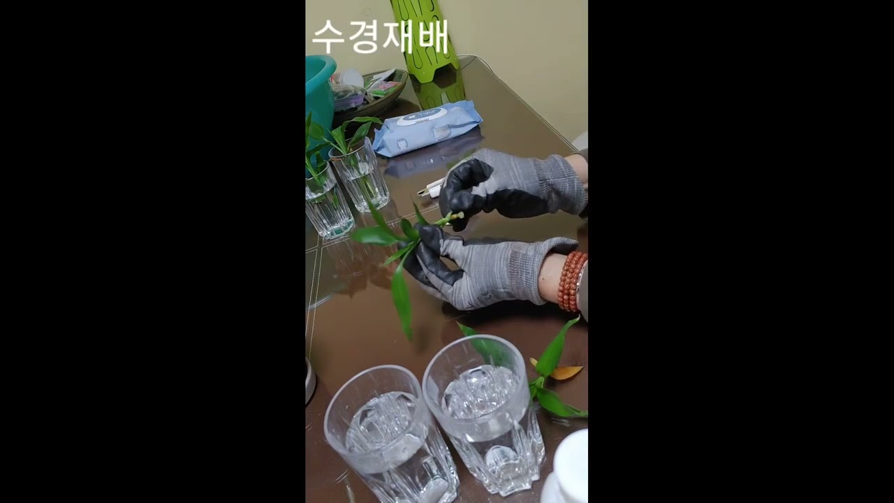 220127. 개운죽 번식