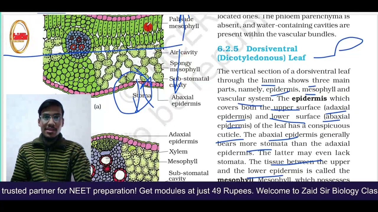 🌸 Anatomy of Flowering Plants L-3 | Leaf Anatomy | NEET 2026 Booster 🚀