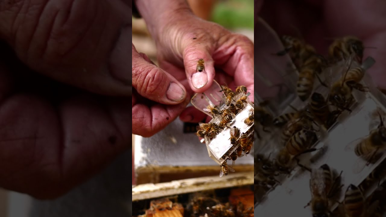 Episode 25 | Skye's Bees