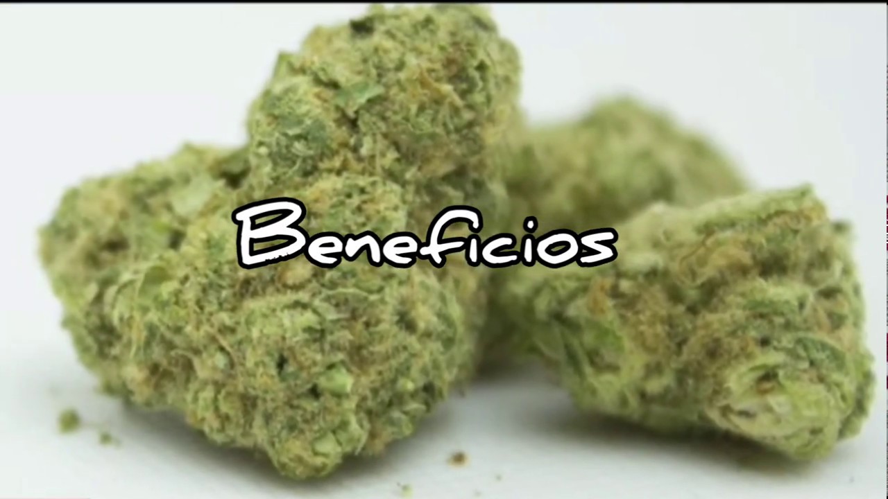 la zkittlez Strain En Espa&ntilde;ol Rese&ntilde;a De Marihuana Cannabis