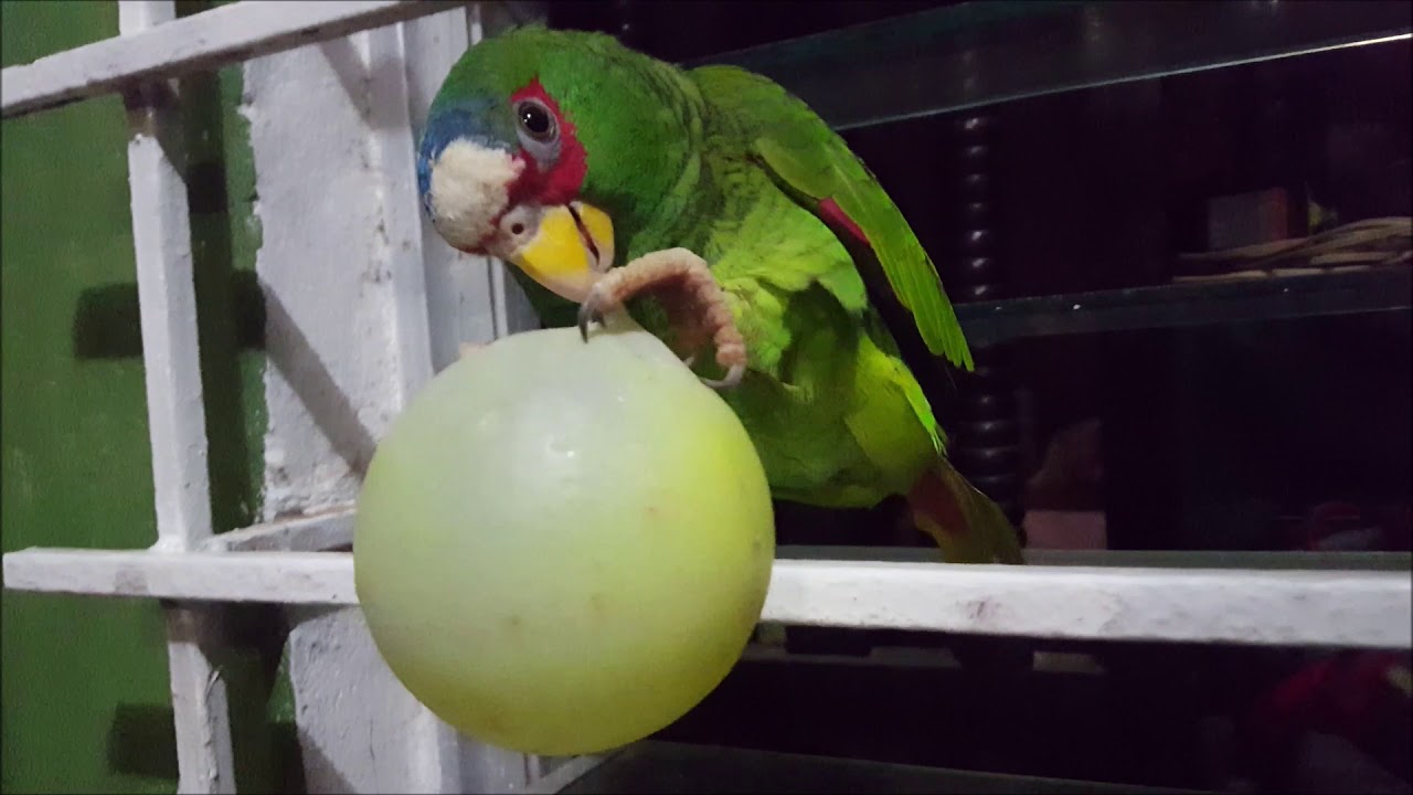Pericos jugando (2)