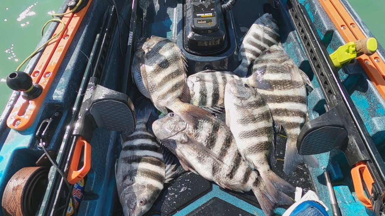 Changing Rigs Caught MORE Sheepshead & Black Drum (Kayak Fishing Sarasota Bay)