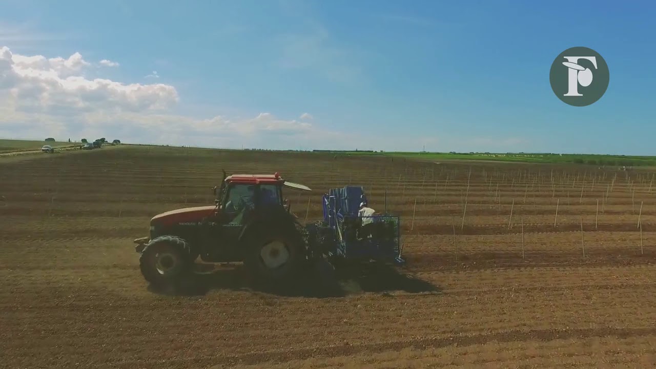 Video Stonex STX/PLANT Olive Tree