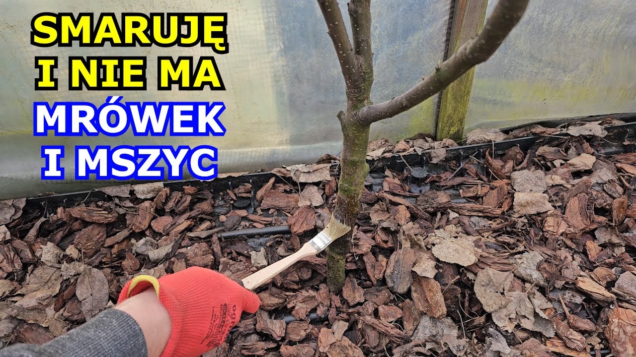 Smaruję i NIE MA MRÓWEK I MSZYC | Jak łatwo pozbyć się Mrówek i Mszyc