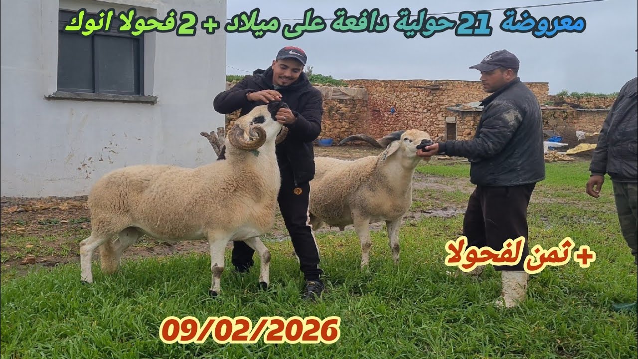 اليوم عند الاخ حسان فكيسر 21 حولية دافعة + 2 فحولا انوك + ثمن لفحولا بتارخ 09/02/26