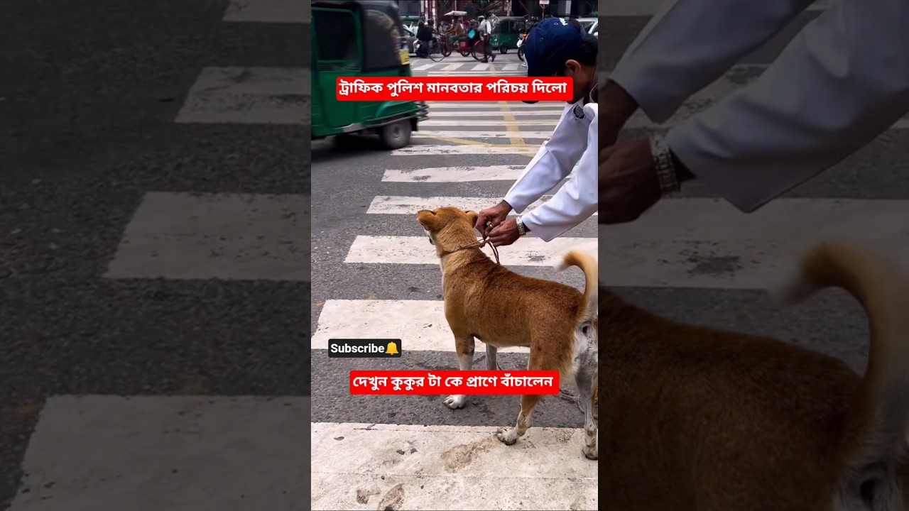 কুকুর প্রাণ বাঁচালেন ট্রাফিক পুলিশ। দেখুন বিস্তারিত ভিডিও#bdnews #bdnews24 #subscribe #shorts #viral