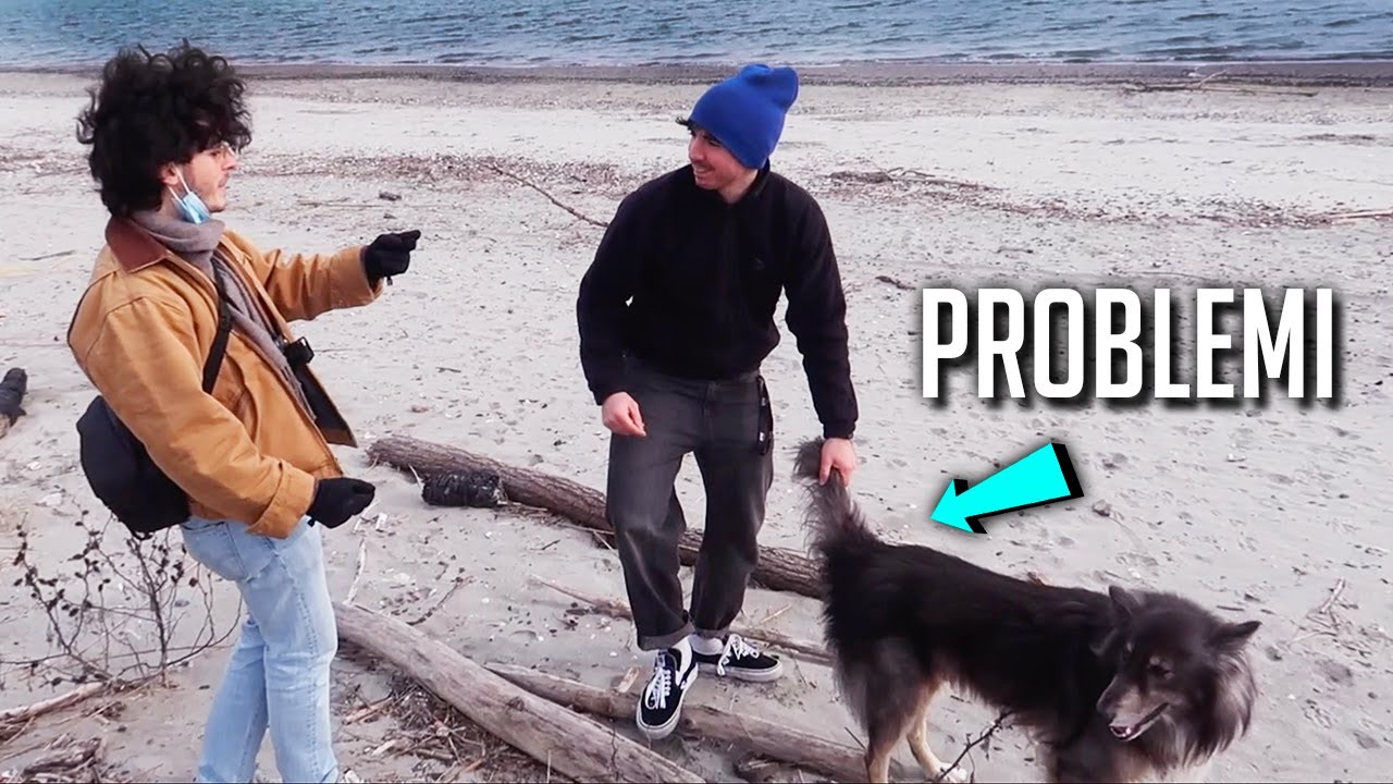 Problemi per il cane-fotomodello