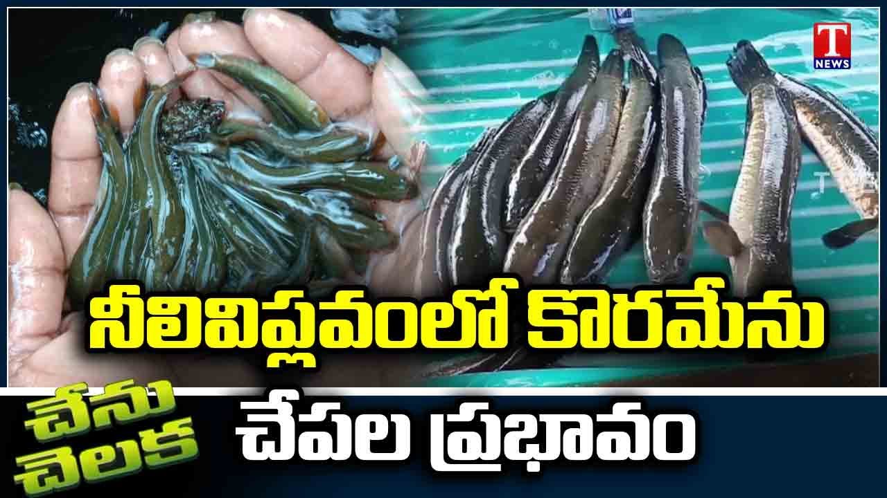 Chenu Chelaka | New Methods Of Koramenu Fish Farming | Koramenu Fish Farming By Parusharam | T News
