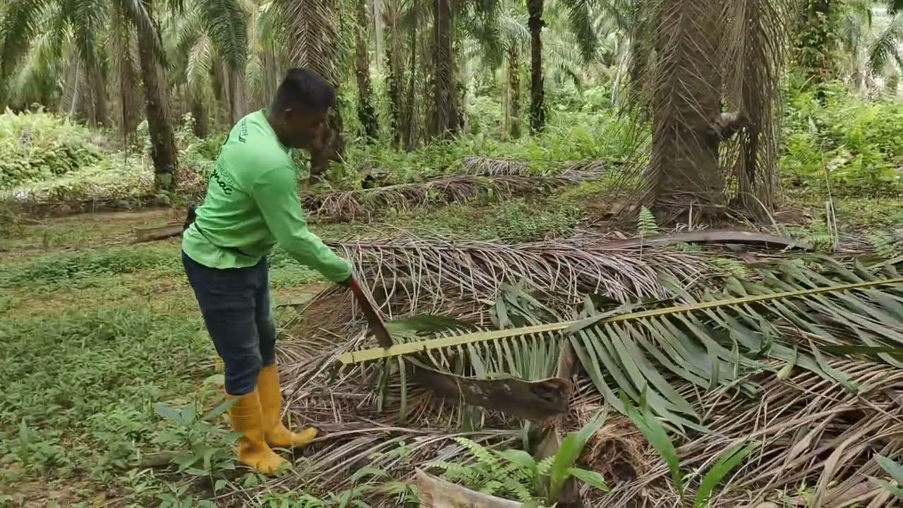 (Malaysia)🔥💯 পাম বাগানে কাছ করে কত টাকা মাসে বেতন তুলছে শুনুন আপনারা #viralvideo 