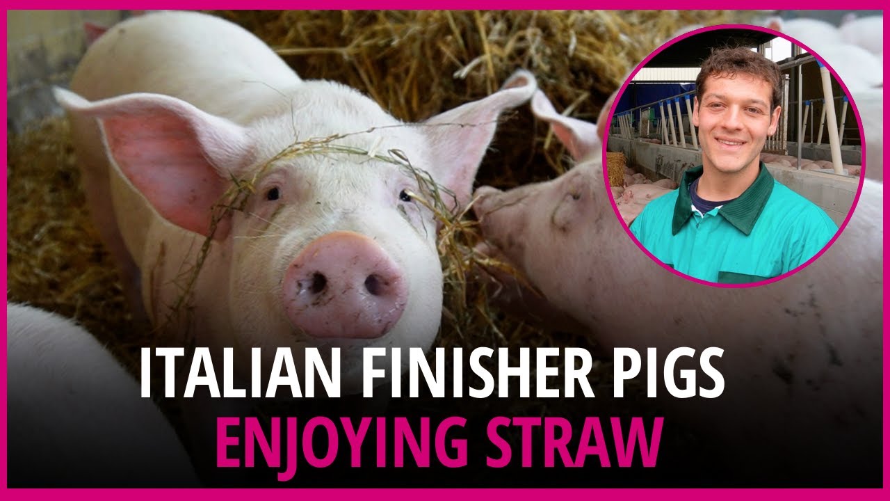 Farm visit: North Italian farmer keeps finisher pigs on straw
