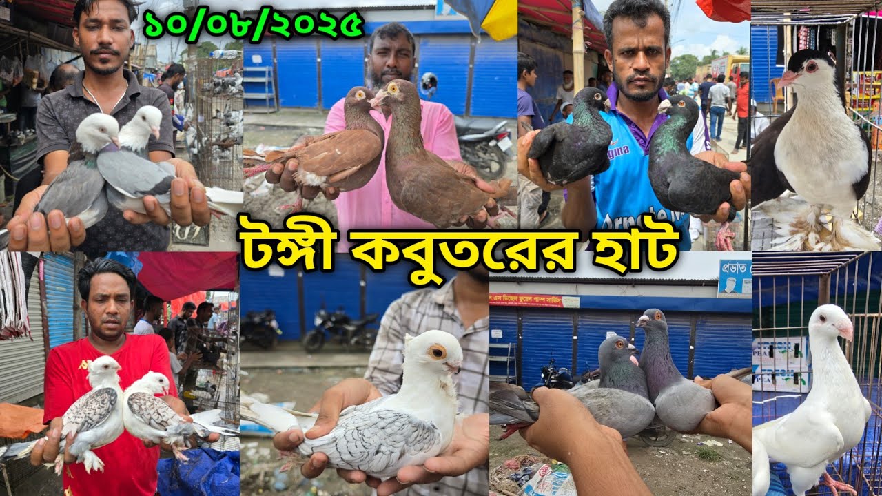 ১০/০৮/২০২৫ টঙ্গী কবুতরের হাট | Tongi kobutor hat 2025 | Biggest Pigeon Market in Bangladesh 2025