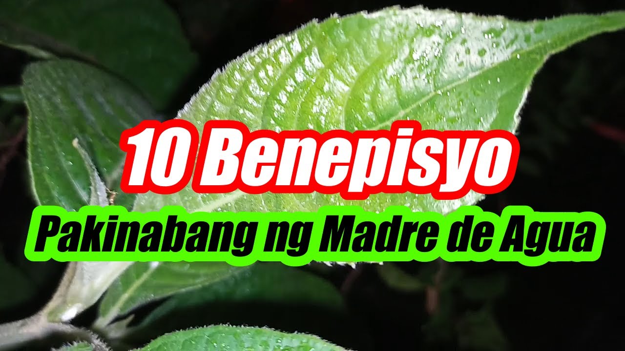 MADRE DE AGUA BIDA SA KAHAYUPAN AT KALIKASAN: 10 Benepisyo o Pakinabang ng Madre de Agua