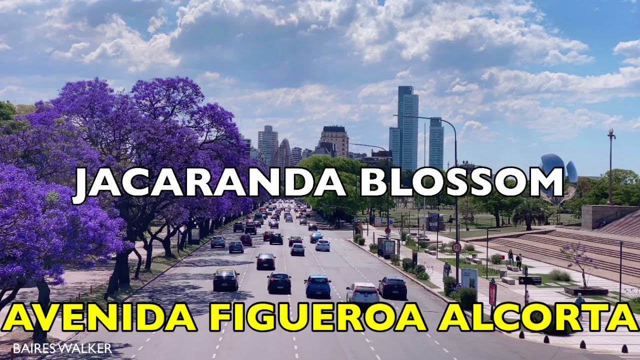 [4K] Buenos Aires Walk - Av. Figueroa Alcorta / Jacaranda Blossom