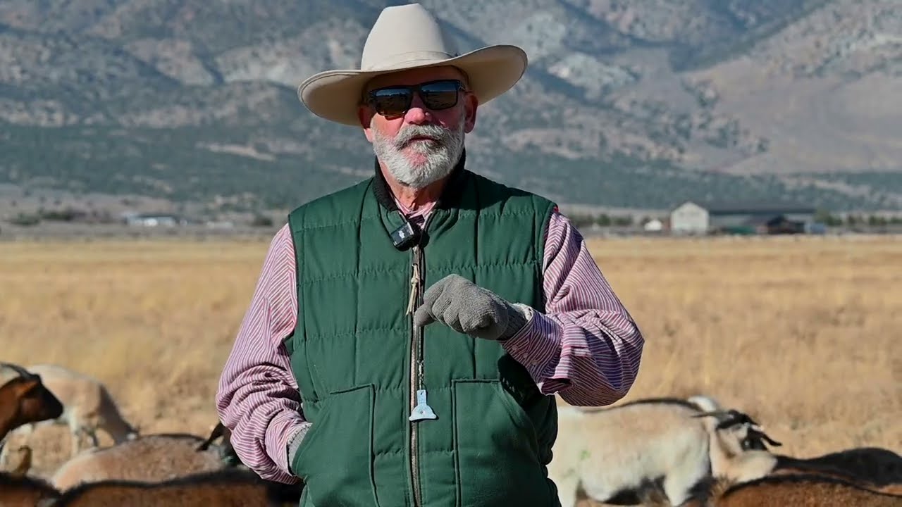 Goat grazing a powerful tool to prevent wildfires