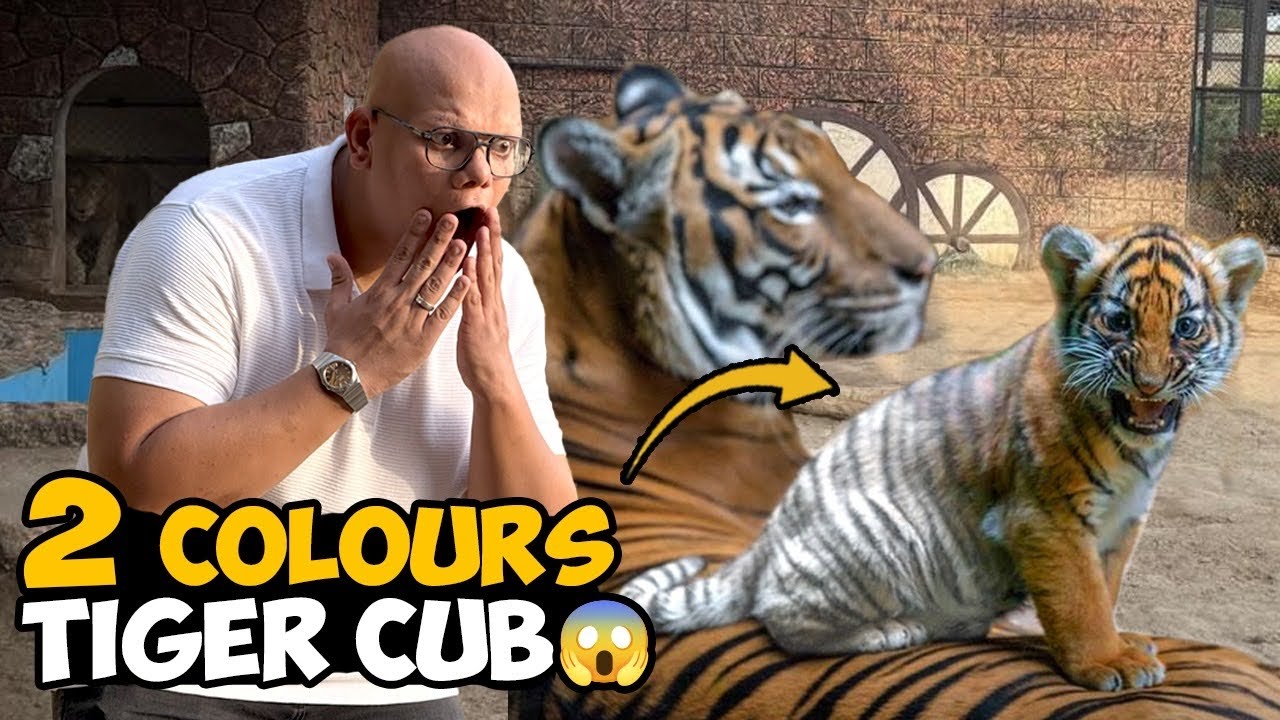 Unbelievable! 😱 Rare 2 Colors Tiger Cub 🐯 | BT Farm Stories
