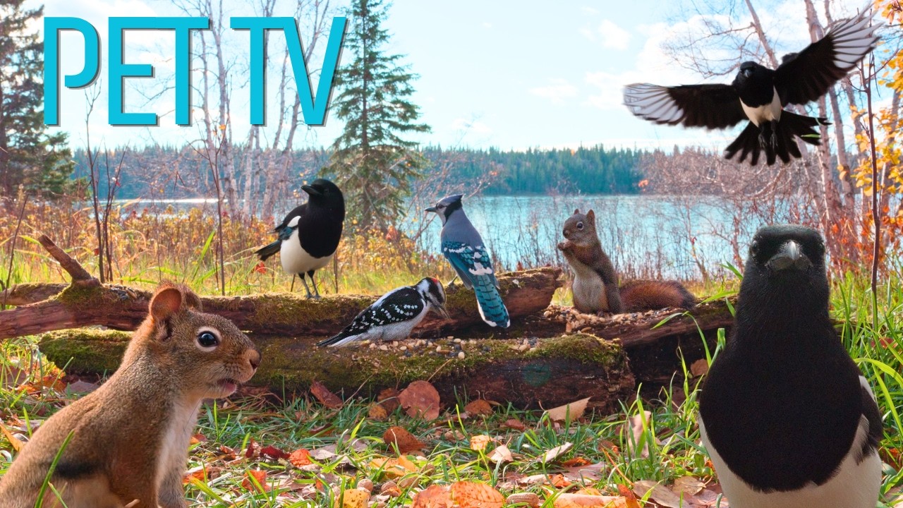 BY THE LAKE WITH BIRDS & SQUIRRELS 🐿️ 8 Hours of Cat TV &bull; Dog TV for Cats, Dogs, and People