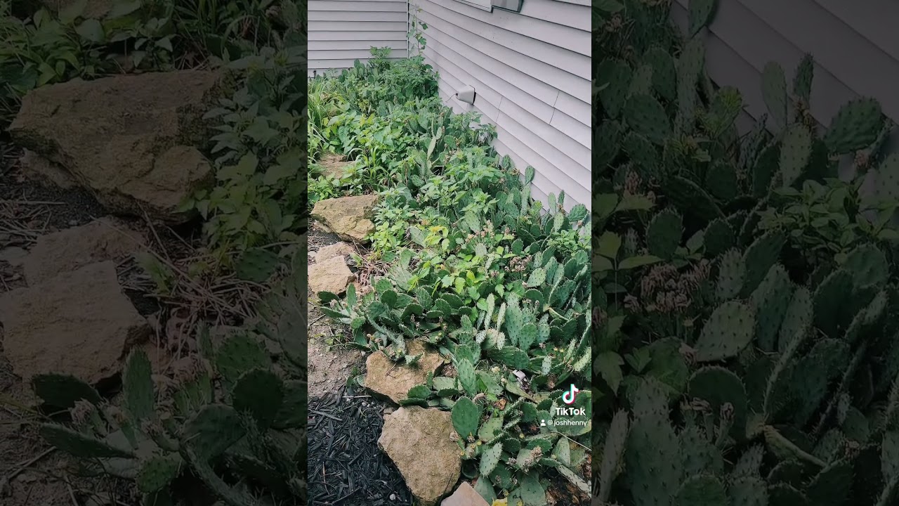 Eastern prickly pear problem
