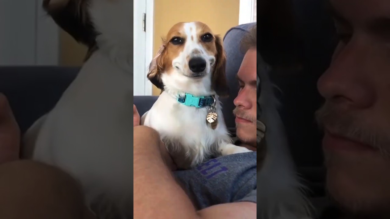 This Dog Just Took My Man! 😂