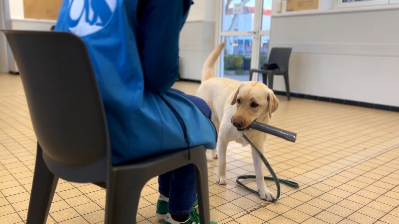 Au cœur de la formation Handi'Chiens à Salon-de-Provence
