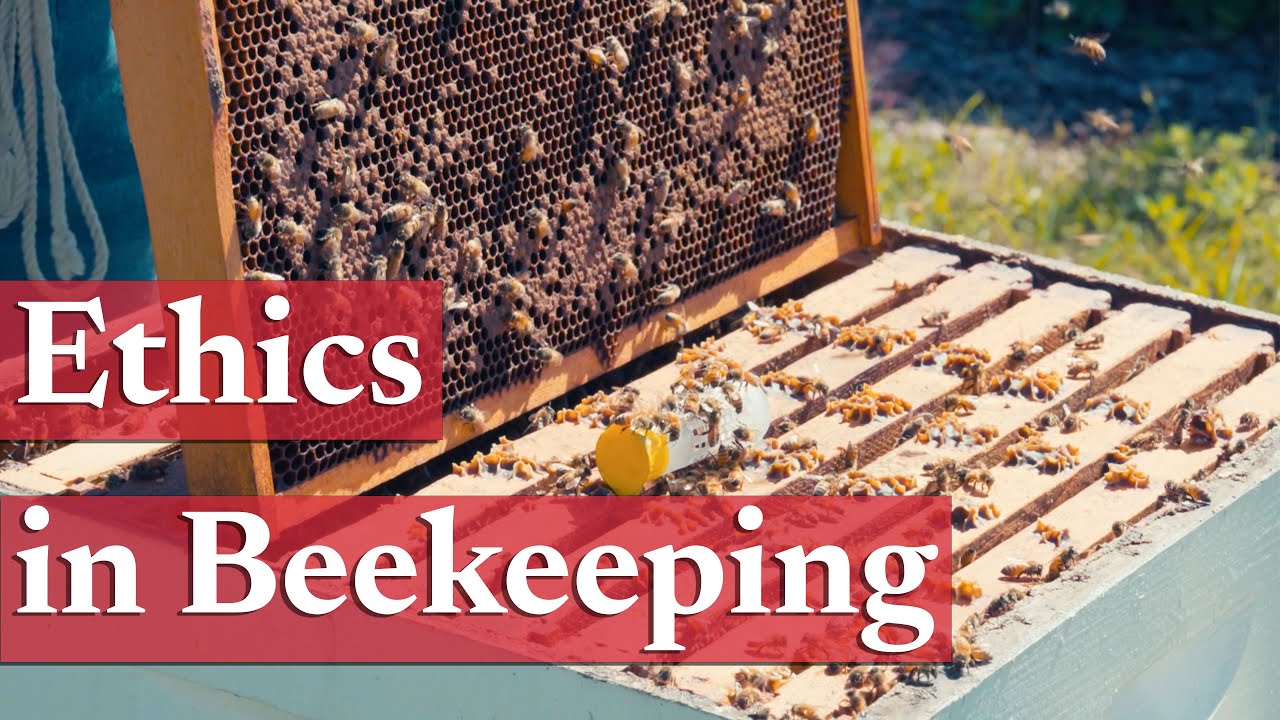 Ethical Considerations in Beekeeping | Beekeeping Academy | Ep. 11