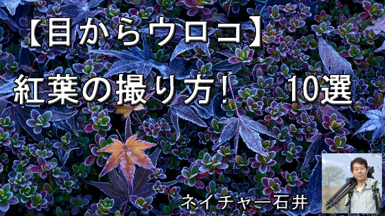 【目からウロコ】紅葉の撮り方!
