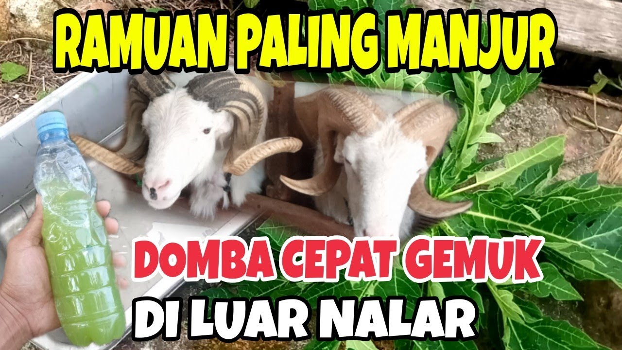 Cara meningkatkan nafsu makan domba agar domba cepat gemuk,cacing pun kabur