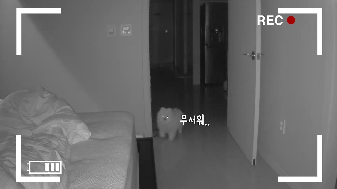 무서웠니? 혼자 잠들었다가 주인과 자려고 온 강아지(ENG SUB)
