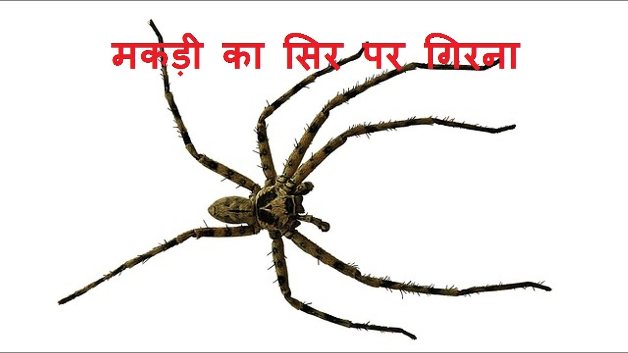 शरीर पर गिर जाए मकड़ी तो मिलते है ये संकेत भूल सेभी ना करें इन्हें नजर अंदाज Spider falls on the body