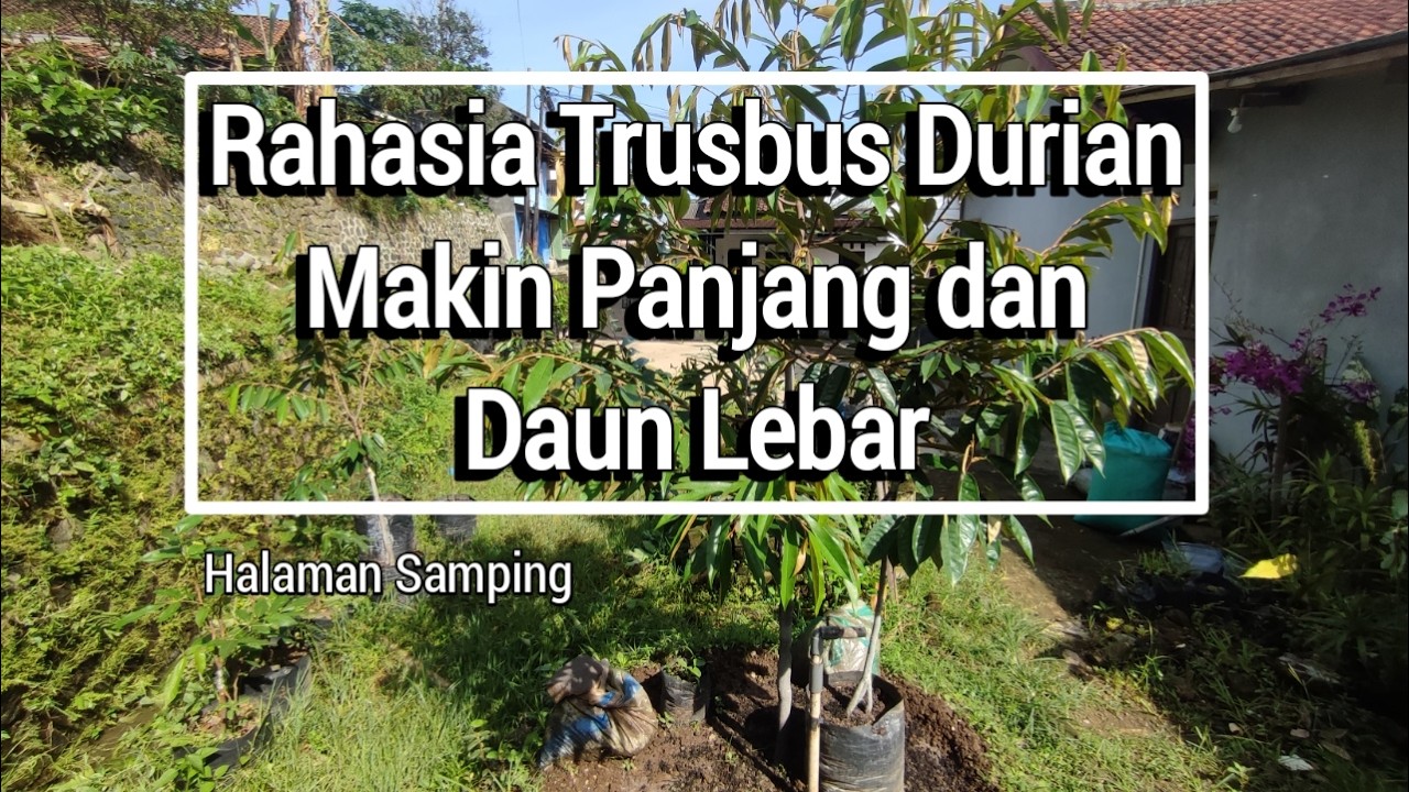 Perawatan Durian Agar Cepat Berbuah
