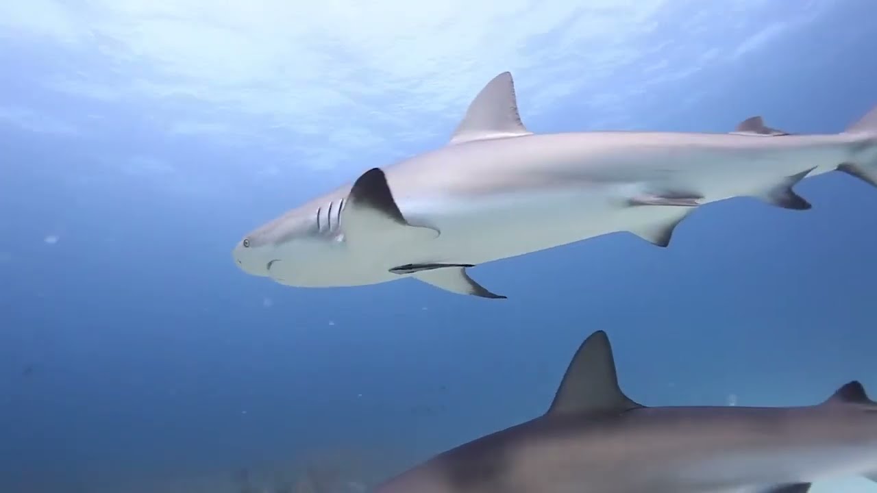Epic Shark Diving in the Bahamas with Stuart Cove's