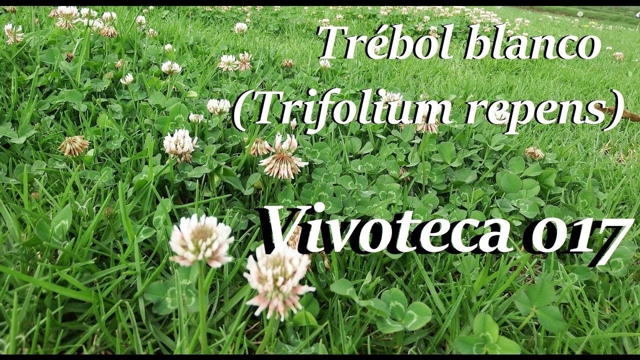 Vivoteca 17 Tr&eacute;bol blanco Trifolium repens