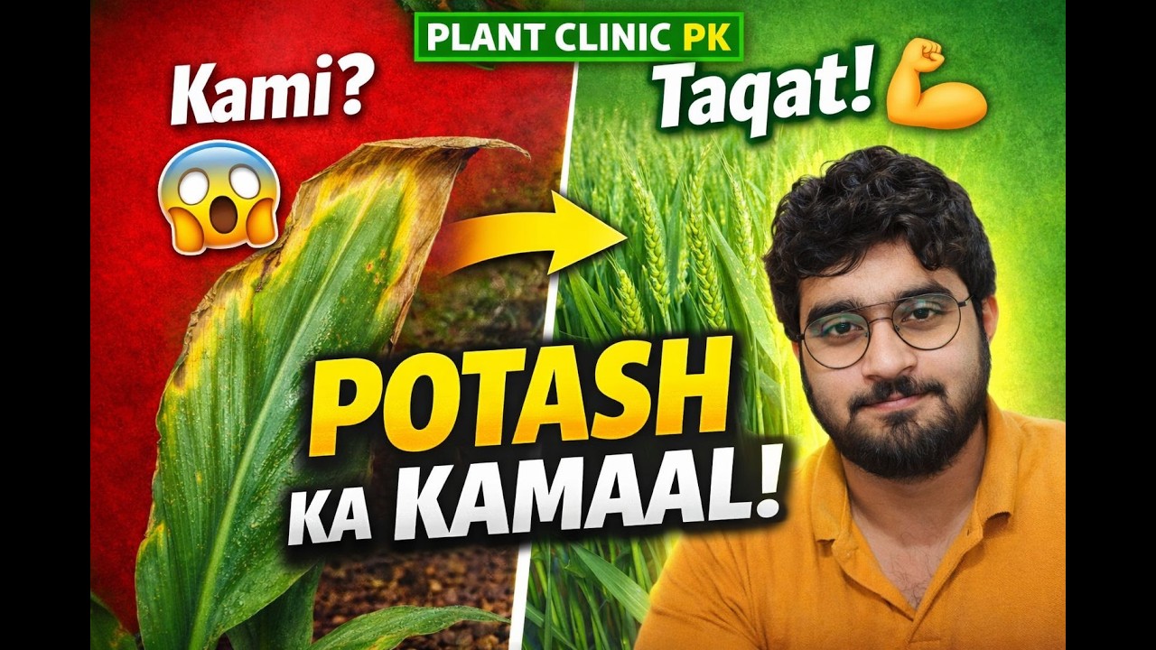Plant Clinic PK – Potash Kya Hai? Fasal Ki Taqat Ka Raaz! | Role of Potassium in Agriculture 🌾🔥