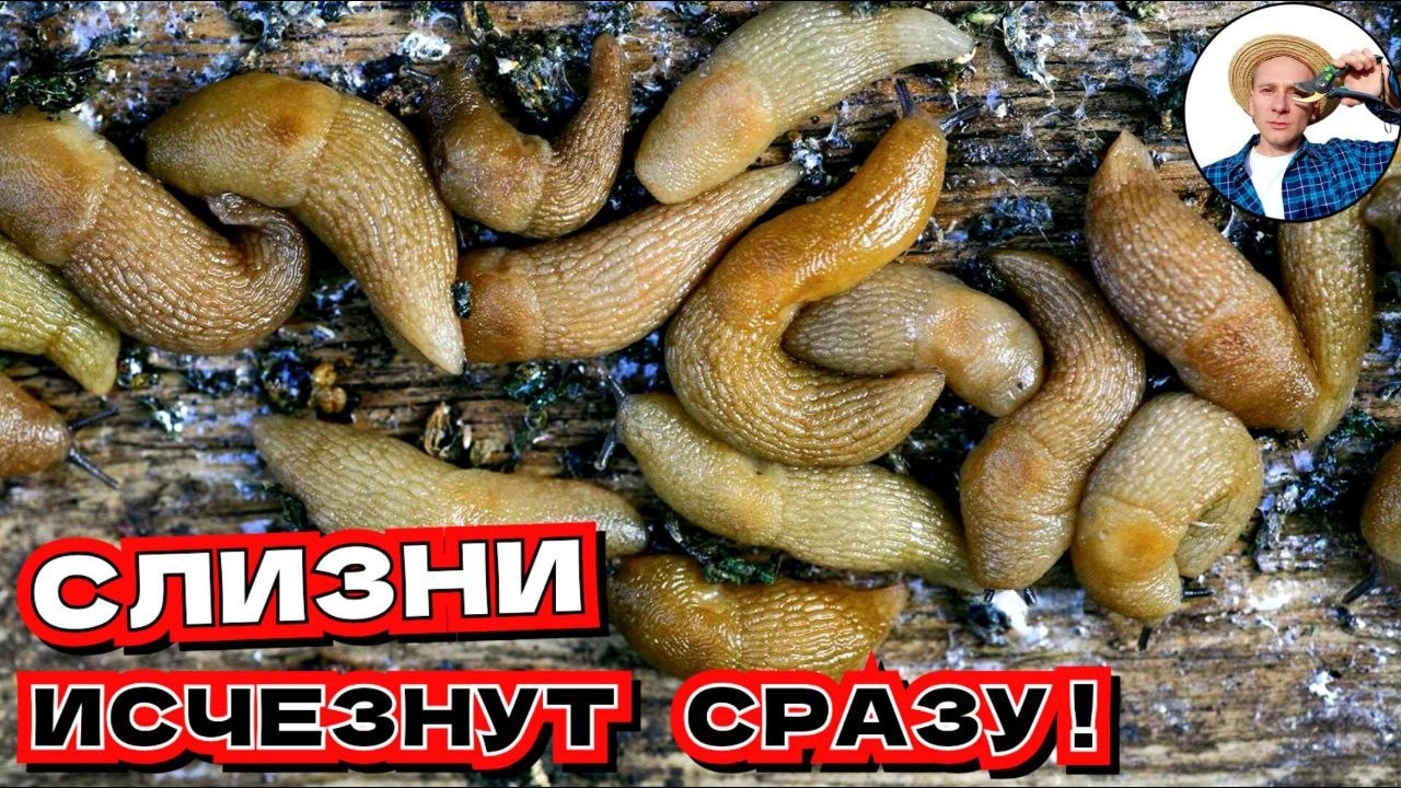 Топ 3 метода борьбы с слизнями в саду