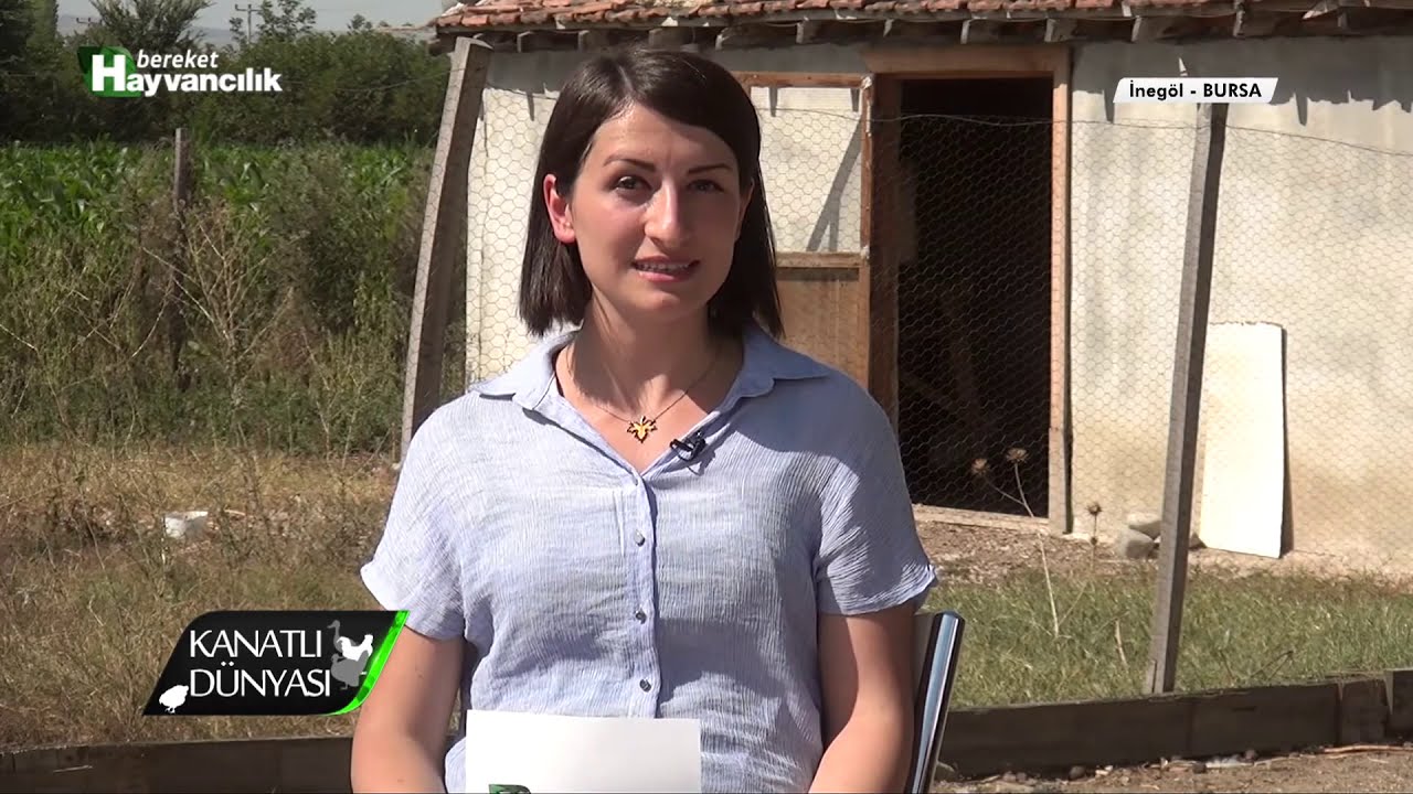 Kanatlı Dünyası | Kanatlı Hayvanlarda Besleme Hastalıkları