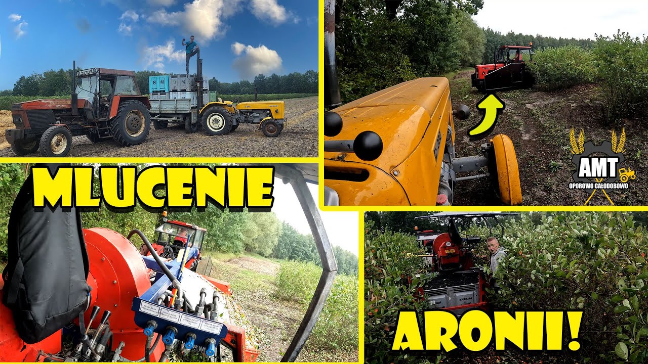 ☆Zbiór Aronii🍇Młócenie, Załadunek & Transport🔥Zetor & Ursus POWER🔥