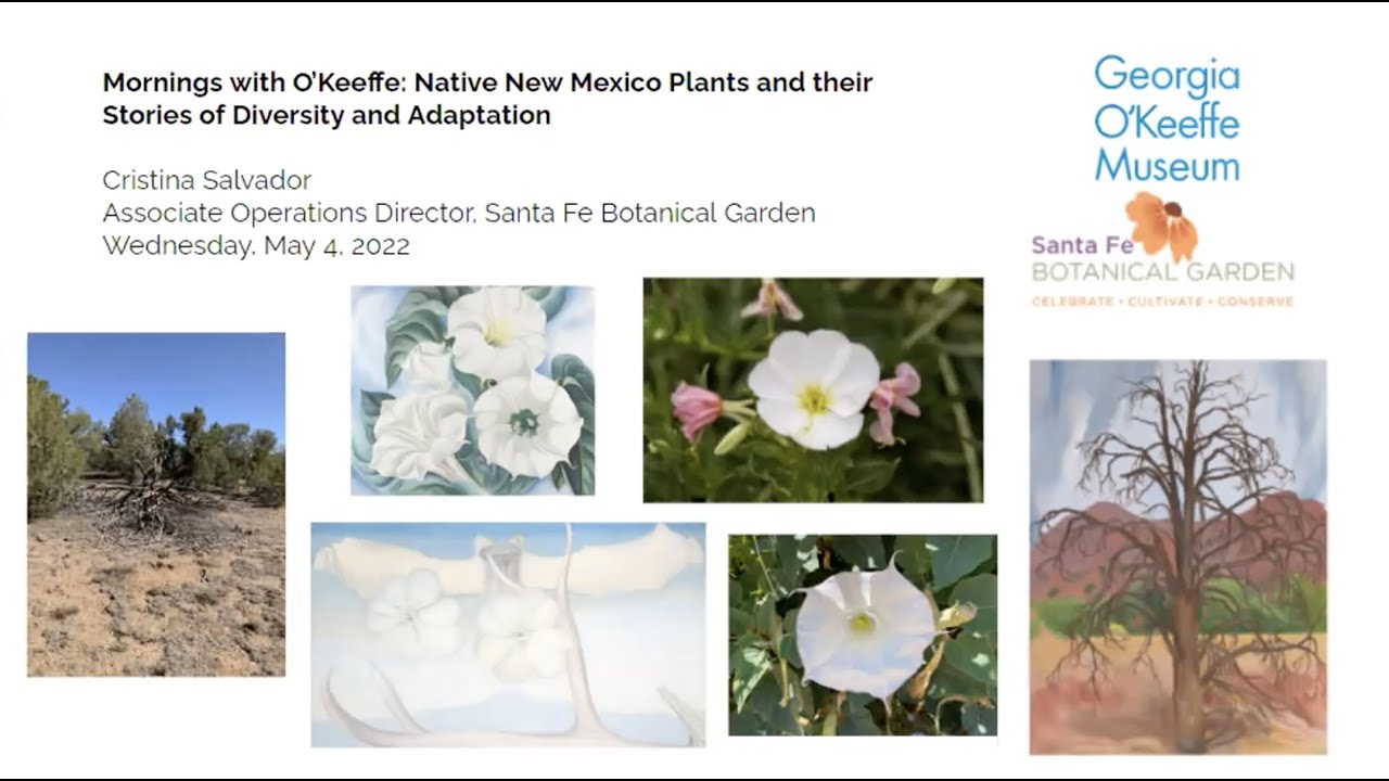 Mornings with O’Keeffe: Native New Mexico Plants and their Stories of Diversity and Adaptation