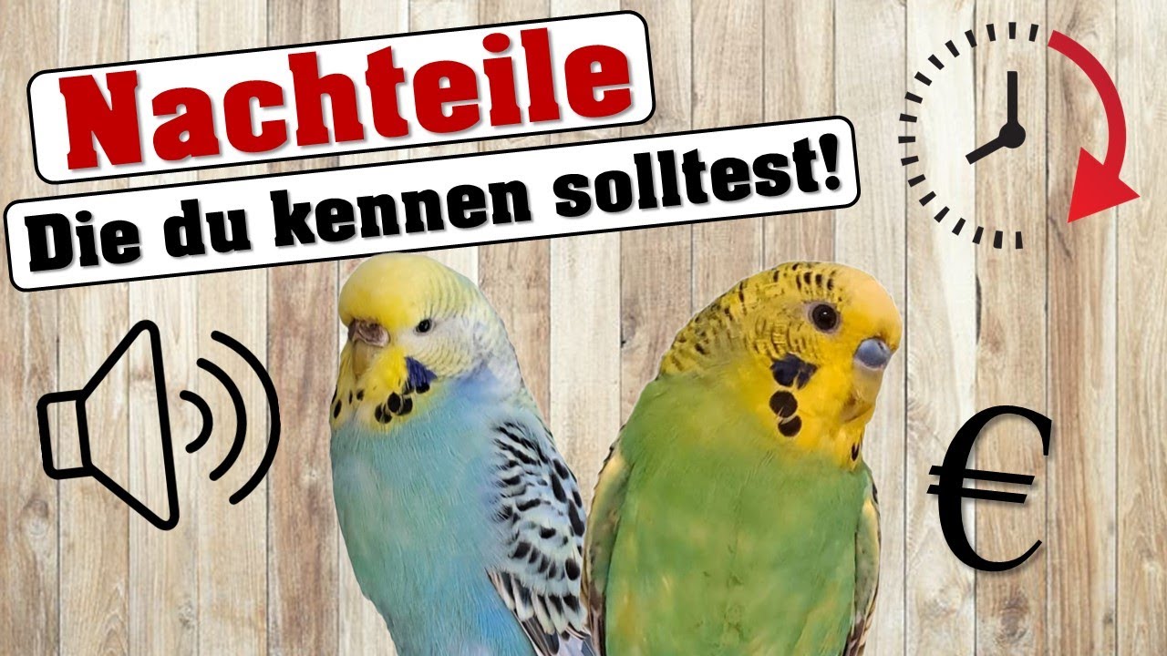 4 NACHTEILE an WELLENSITTICHEN!