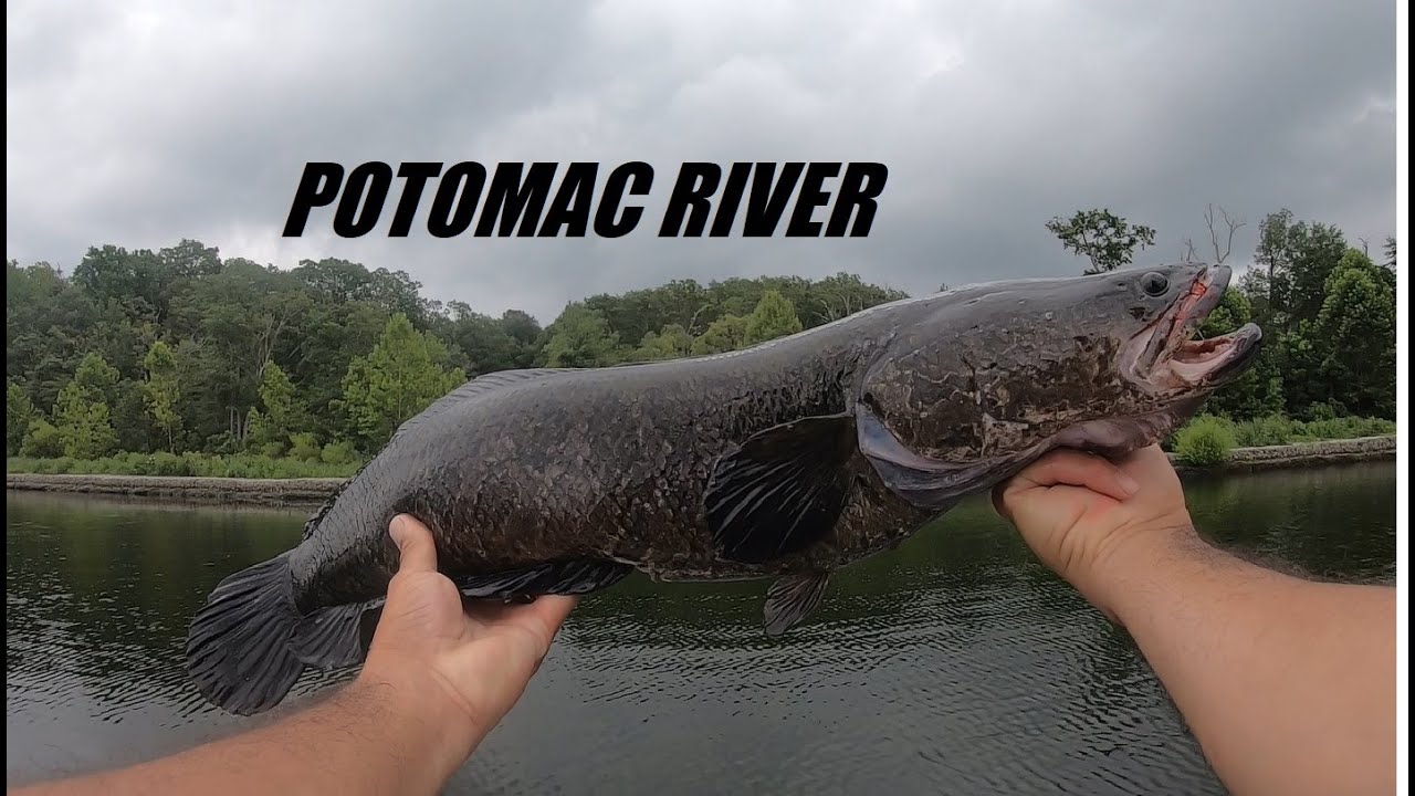 Aggressive Snakehead Fry Guarders - I WISH it was always this easy!