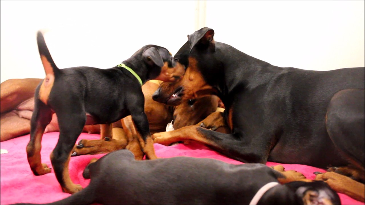 Ein aufregender Tag Deutsche Pinscher vom Königsherz C Wurf