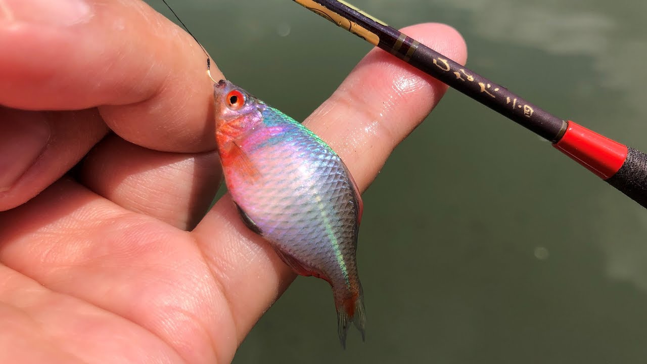 タナゴ釣りを楽しんでいたらとんでもない魚群に遭遇！【衝撃映像】