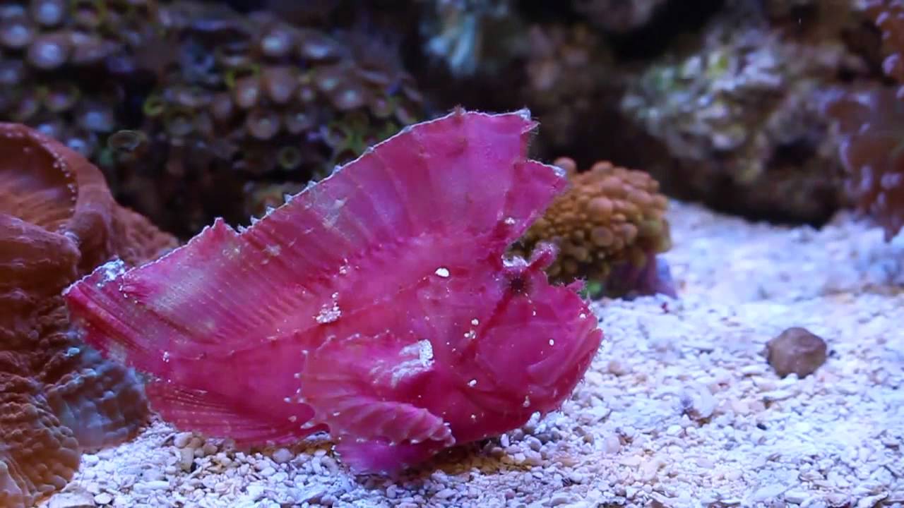 Reef Lounge USA - Rare Red Leaf Fish