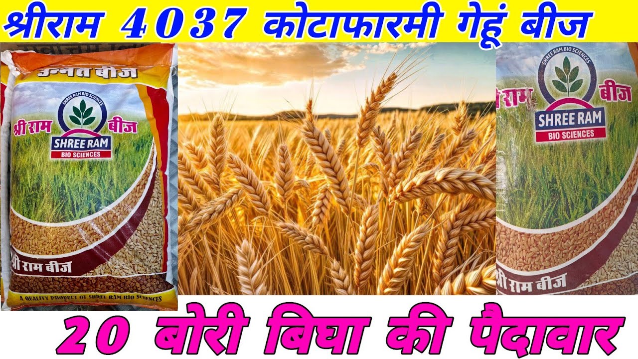 श्रीराम 4037 कोटाफारमी गेहूं बीज || सबसे ज्यादा पैदावार देने वाली वैरायटी