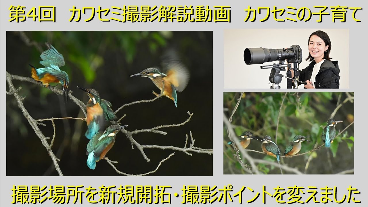 第４回 カワセミ撮影解説動画 　カワセミの子育て