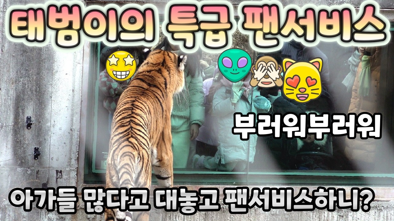 (4K) 관람창에 아가들이 있으니, 대놓고 팬서비스 하는 태범이 - 백두대간수목원 / 한국호랑이 / 호랑이숲